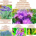 Набор медоносных семян/сидератов,150шт (Мордовник+Донник+Фацелия+Синяк+Козлятник), premium1