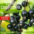 Смородина черная Добрыня саженец/ Крупноплодная черная смородина