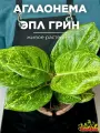Аглаонема Эпл Грин (Aglaonema Apple Green) D12см, живое растение