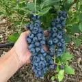 Голубика Блюкроп, голубики, высокоурожайный, морозостойкий сорт