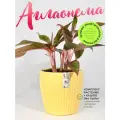 Аглаонема Крит высота 30-35 см, в кашпо Эви VipSet 1,5л, d14 см цвет желтый