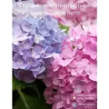 Гортензия Бесконечное лето