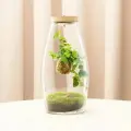 Флорариум Терра с живым мхом и левитирующим растением с подсветкой от Neopure/кокедама/стекло/16 на 32 см