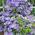 Клематис Блю Ангел (Clematis Blue Angel) / 1 шт, вьющийся сорт
