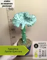 Эуфорбия Лактея Кристата, D11см Н30см, 1шт, Нидерланды
