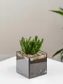 Geo Glass: Суккулент живой , стеклянное кашпо , крассула Хоббит 20 см