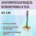 Анатомическая модель позвоночника и таза человека 85 см в натуральную величину, на подставке, окрашена в разные цвета