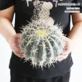 Кактус Чистая имитация, 20см, для декора