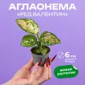 Аглаонема ред валентин высота 12 см горшке d6 см