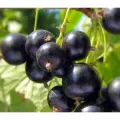 Смородина черная Биг Бен, крупноплодная, смородины, многолетняя, 2 шт