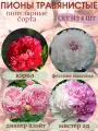 Пионы травянистые, саженцы многолетние Сет №6 из 4 штук