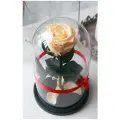 Живая Роза в колбе Therosedome Premium 7-8 см стабилизированная, вечная роза, цвет: кремовый, бежевый