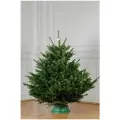 Живая пихта нордмана 1,25-1,5м (подставка не в комплекте)