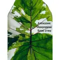 Алоказия Макрориза Блэк Стем вариегатная (Black stem variegated) / Клубень