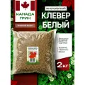 Белый клевер семена, ползучий низкорослый 2 кг