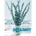 Эвкалипт стабилизированный сухоцвет для декора