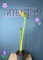 Гиппеаструм (Hippeastrum) 12см