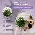 Искусственное растение в кашпо Фикус Бенджамина высота 120 см, цвет зелёный
