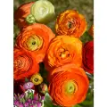 Луковицы цветов, сhipollino flowers, ранункулюс ORANGE (10 луковиц)