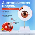 Модель глазного яблока Innopax Eye-Ball X6, белый, поливинилхлорид, односторонняя