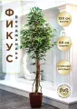 Искусственное дерево фикус