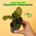 Калатея макояна высота 12см в горшке d6см