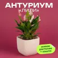 Антуриум Лили высота 30 см в кашпо Фабио 1.9л цвет крем