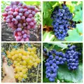 Виноград Сибирская закалка, 4 сорта, морозоустойчивые, высокоурожайные