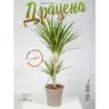 Драцена Маргината 2 ствола высота 70-80см в горшке d17см растение крупномер
