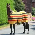 Попона для лошади флисовая сушильная Tempest Original Newmarket, жёлтый/чёрный/красный, 155см (Великобритания)