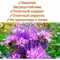 Фацелия семена, 20гр, медонос/сидерат для сада/пасеки, отборные опыленные семена с пасеки со 100% всхожестью
