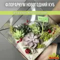 Флорариум с растениями куб новогодний