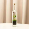 Бутылочная экосистема Neopure Bottle 3, высота 32 см, настольный, с кофе, или аспарагусом или фиттонией