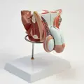 Анатомическая модель «Макет половых органов мужчины», 18×14×18 см