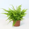 Папоротник Нефролепис Бостон, D-12
