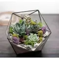 Флорариум. Мини сад. Комнатный цветок. Подарок
