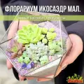 Флорариум с суккулентами Икосаэдр мал.