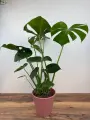 Монстера деликатесная Фикусин, зеленая, не цветет, в горшке