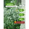 Жасмин (чубушник) Сноубель, жасмина, ароматный, морозостойкий