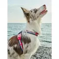 Анатомическая шлейка для собак Japan Premium Pet Простая фиксация с силиконовым креплением, размер L