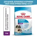 Сухой корм для щенков, беременных и кормящих собак Royal Canin Giant Starter Mother&Babydog для очень крупных пород, 4 кг