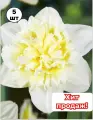 Луковицы нарцисса на посадку Айс Кинг 5 шт