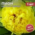 Пион Ито-гибрид, саженцы/корневище пиона на посадку йеллоу краун 1 шт