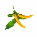 Комплект картриджей Click And Grow Yellow Chili Pepper 3 шт. для умного сада Click And Grow желтый перец чили