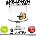 Аквариум vecchio vaso шар круглый стеклянный для рыбок бокал 3 литра