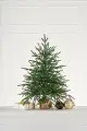 Ель настольная Семирамида 0,9 м (пенек+мешковина)