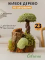 Деревце из цетрарии 23 см + органайзер для канцелярии и косметики, подставка для кистей