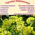 Горчица медоносная/ салатная 50гр, семена отборные с пасеки, для сада/ огорода, сидерат premium