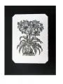 Ксилография (обрезная гравюра на дереве) Кринум, 15х20,5 см.
