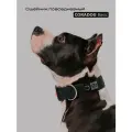 Ошейник широкий повседневный, CORADOG Basic, для средних и крупных собак, черный, размер L-4 48-70 см